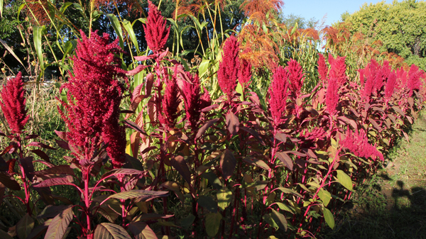 Communal Amaranth Planting