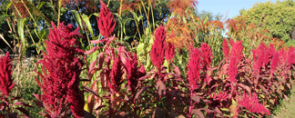 Amaranth Cooking Workshop