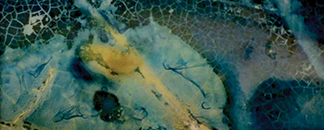 Catfish Dreamin' Artist Talk with Neelanjana Banerjee and Kate Lain